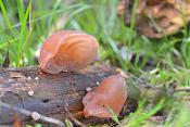 Judasoor (Auricularia auricularia-judae) 10-2017 7315